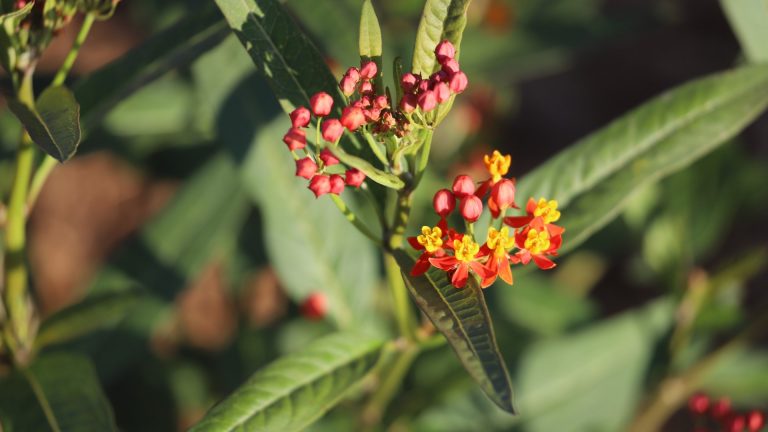 Tropical milkweed leaves and flowers.