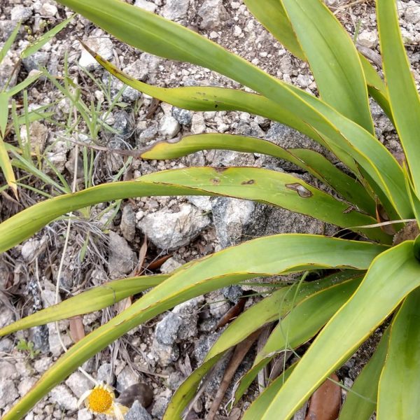 Twistleaf yucca leaves.