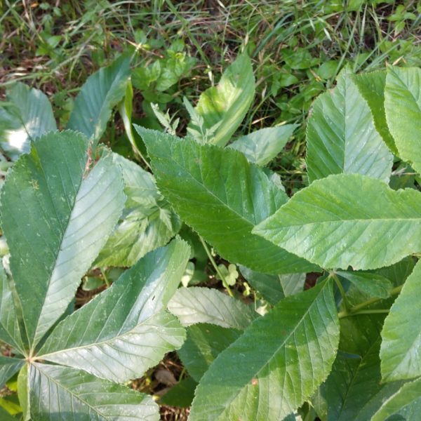 Texas buckeye leaves.