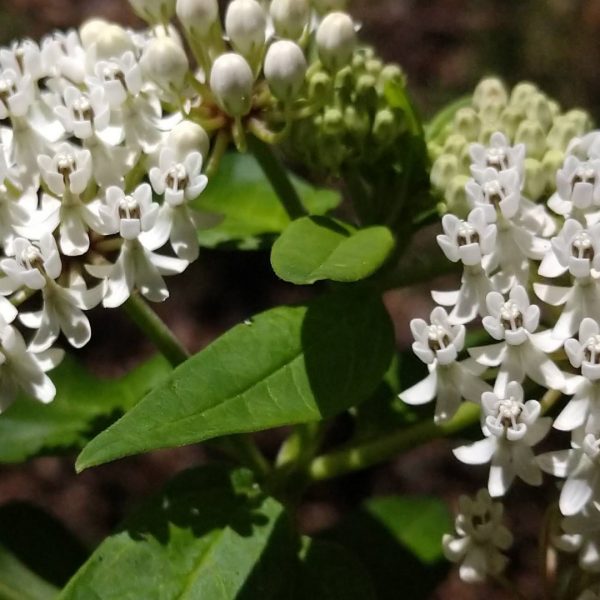 Texas milkweed leaves and flowers.