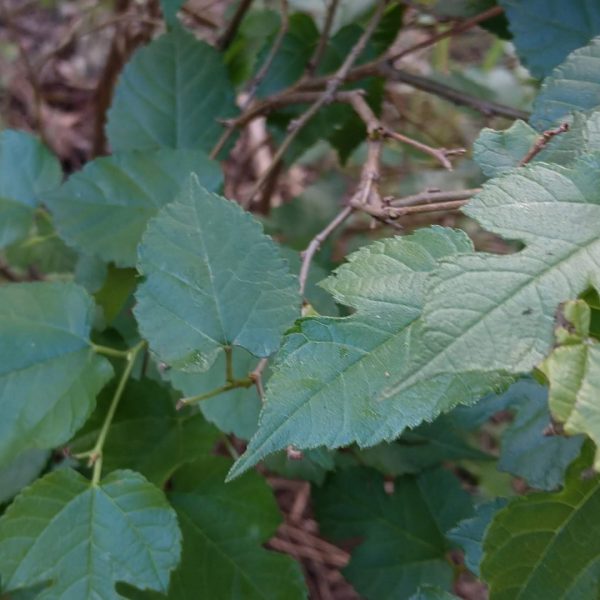 Texas mulberry leaves.