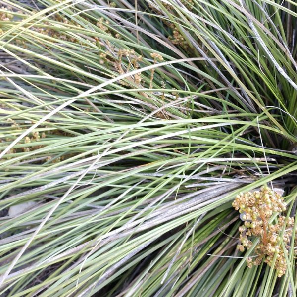Texas nolina leaves.