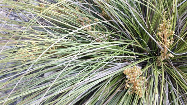 Texas nolina leaves.