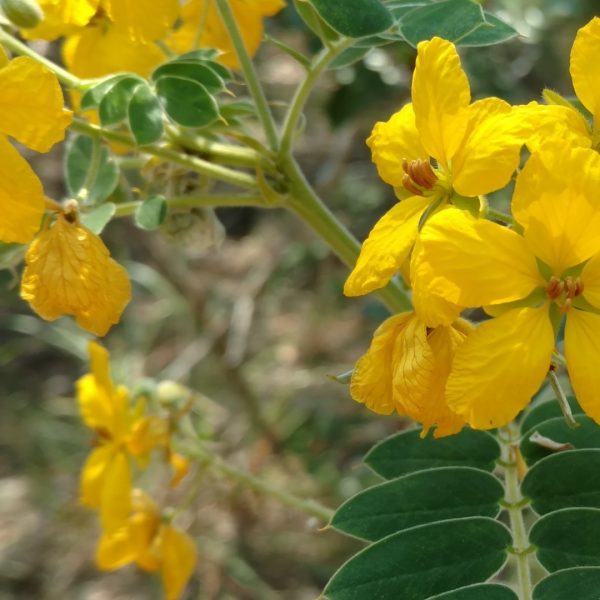 Velvet leaf senna leaves and flowers.