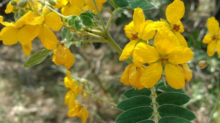Velvet leaf senna leaves and flowers.