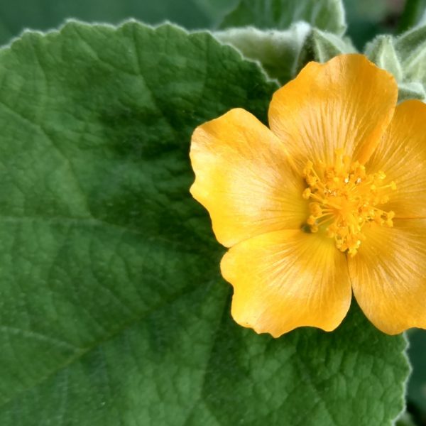 Velvet leaf mallow leaves and flower.