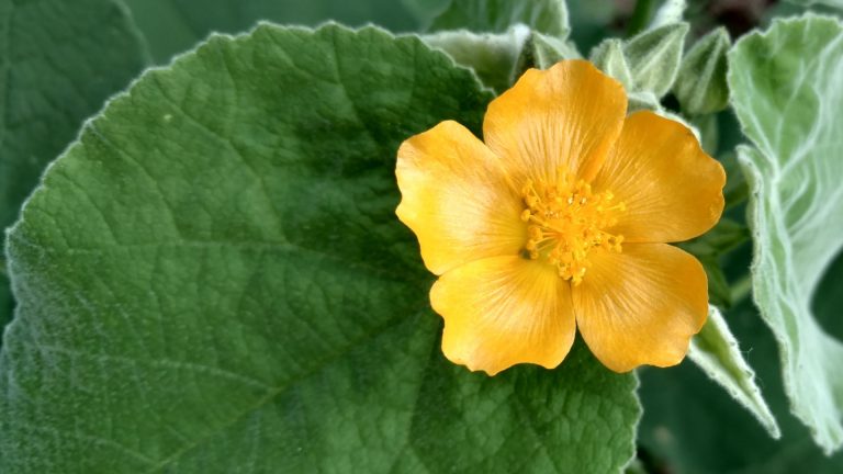 Velvet leaf mallow leaves and flower.