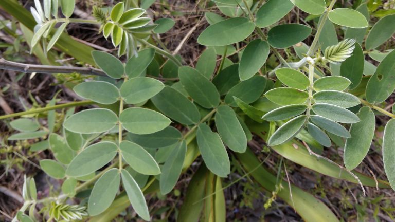 Senna leaves.