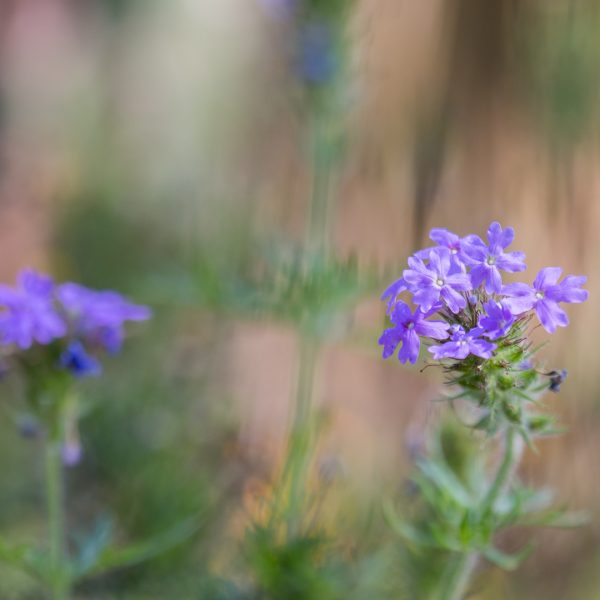 Verbena flowers.