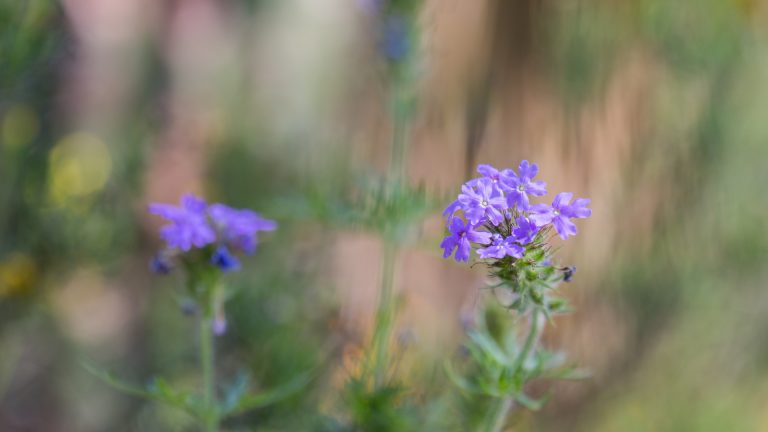 Verbena flowers.