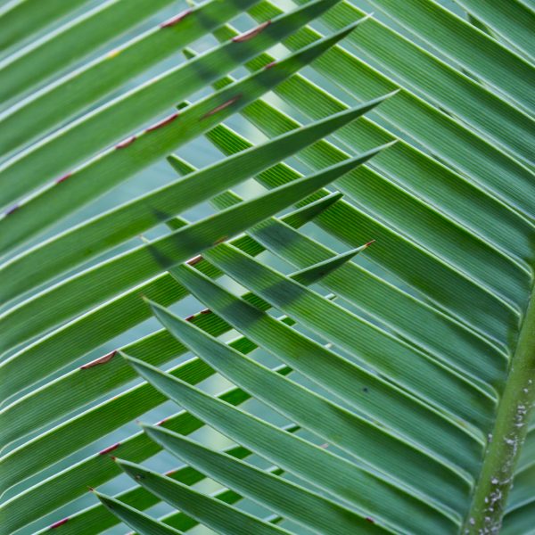 Virgin palm leaves.