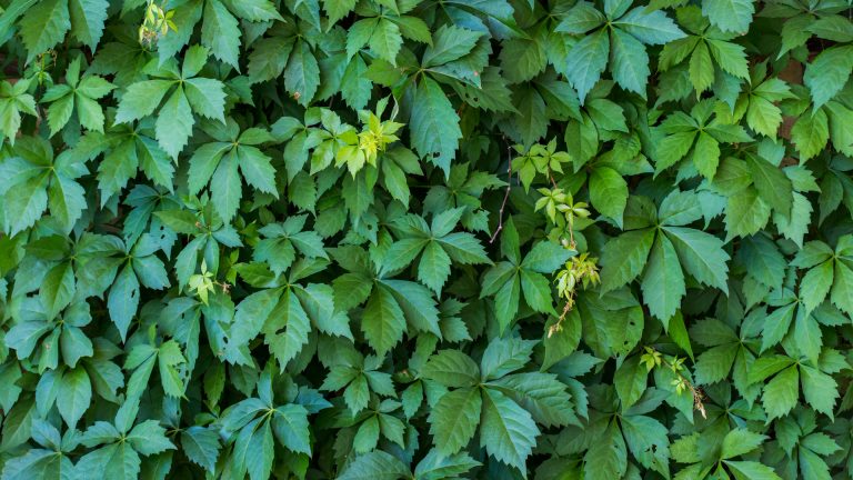 Virginia creeper leaves.