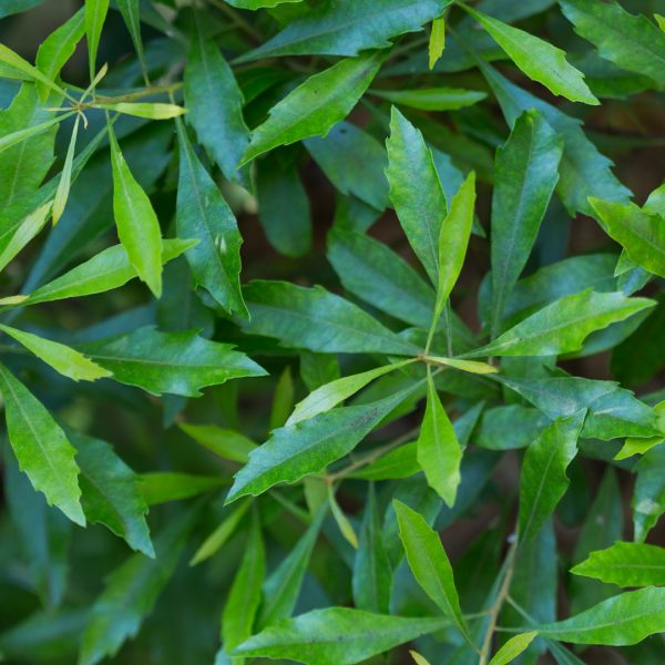 Wax myrtle leaves.