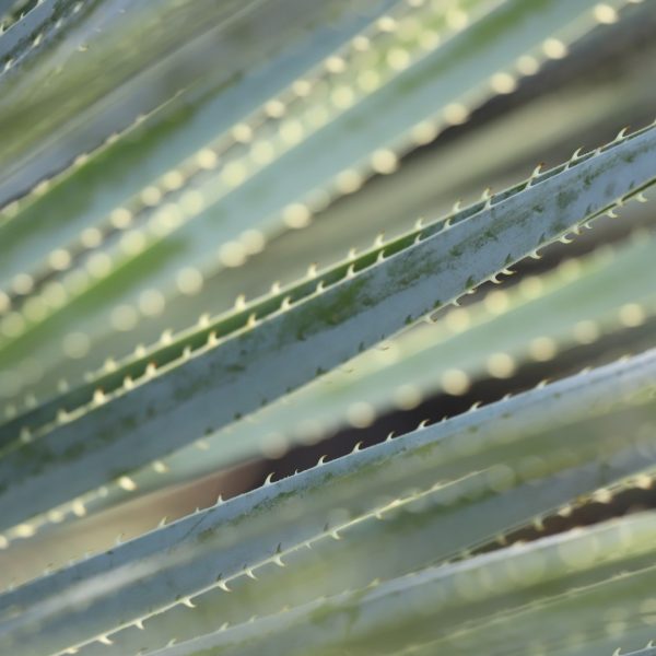 Wheelers sotol leaves and thorns.