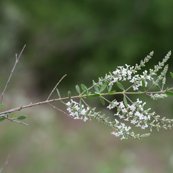White brush is a thornless brushy shrub with a strong jasmine fragrance in bloom.