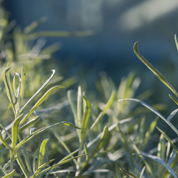 White prairie artemisia leaves.