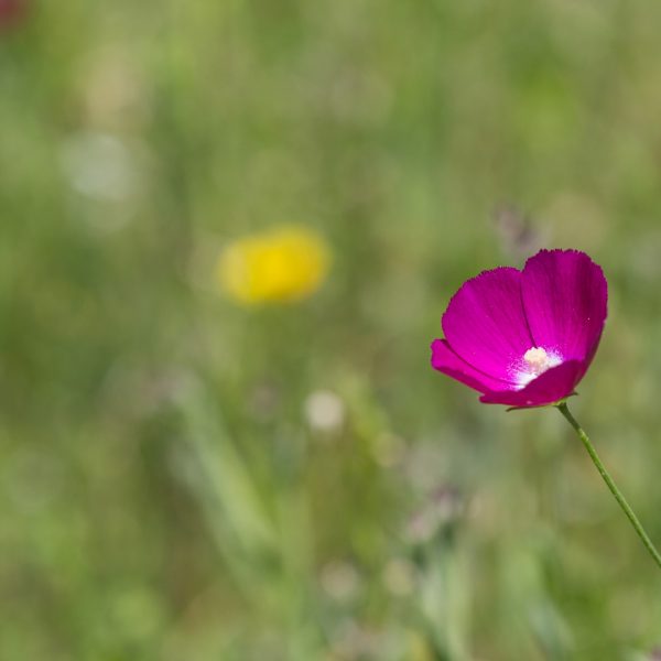 Winecup flower.