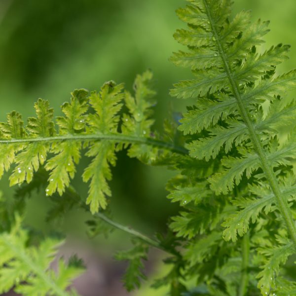 Yarrow leaves.