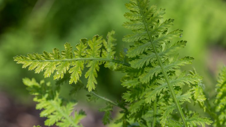 Yarrow leaves.