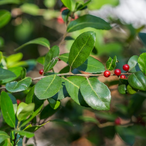 Yaupon holly leaves and berries.