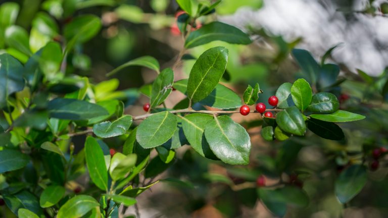 Yaupon holly leaves and berries.