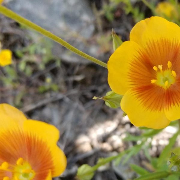 Yellow flax flowers.