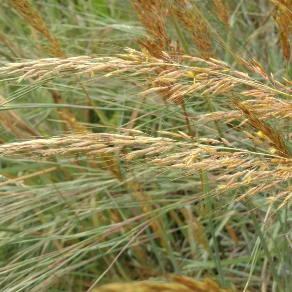 Yellow Indian grass leaves and flowers.