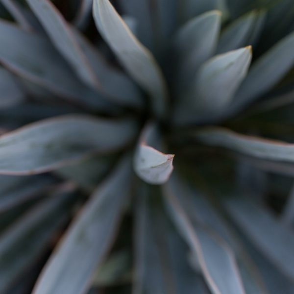 Pale-leaf yucca leaves and spines.