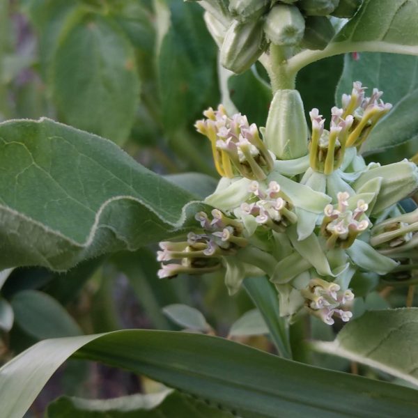 Zizotes milkweed leaves and flowers.