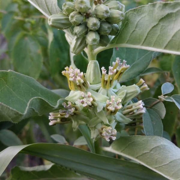 Zizotes milkweed leaves and flowers.