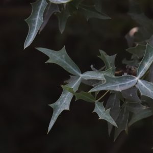 Agarita leaves.