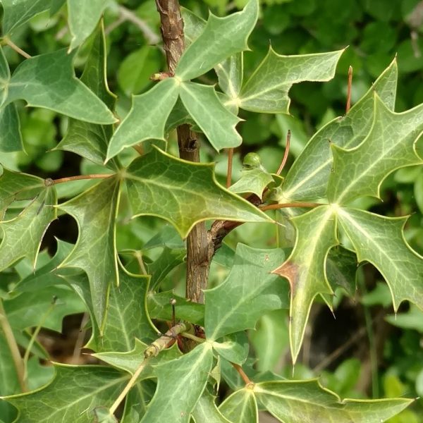 Agarita leaves.