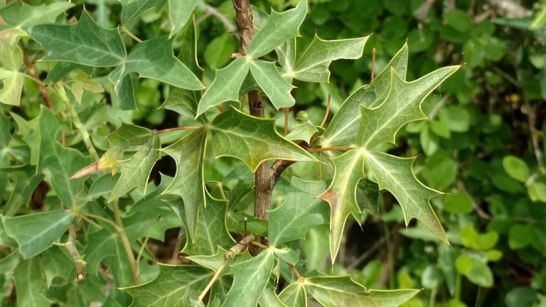 Agarita leaves.