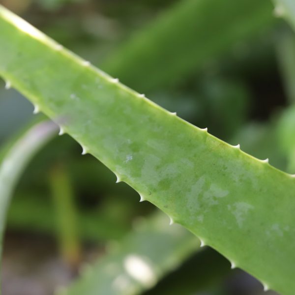 Aloe leaves.