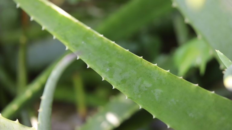 Aloe leaves.