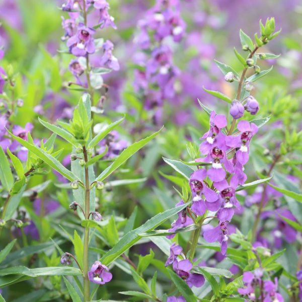 Angelonia leaves and flowers.