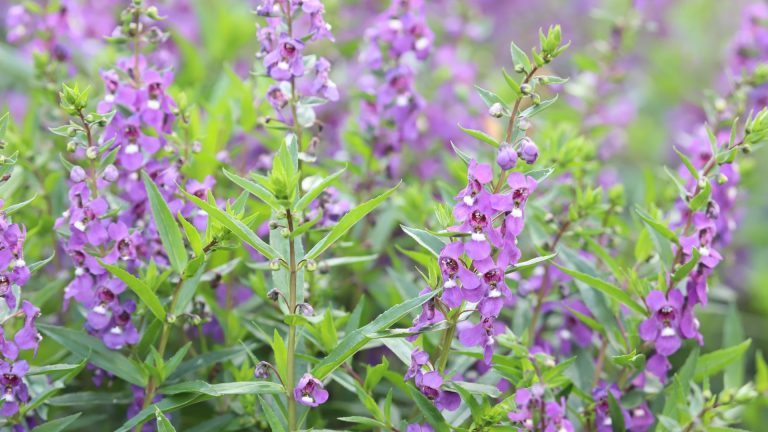 Angelonia leaves and flowers.
