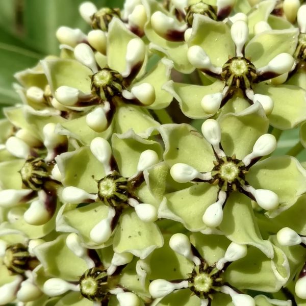 Antelope horns flowers.