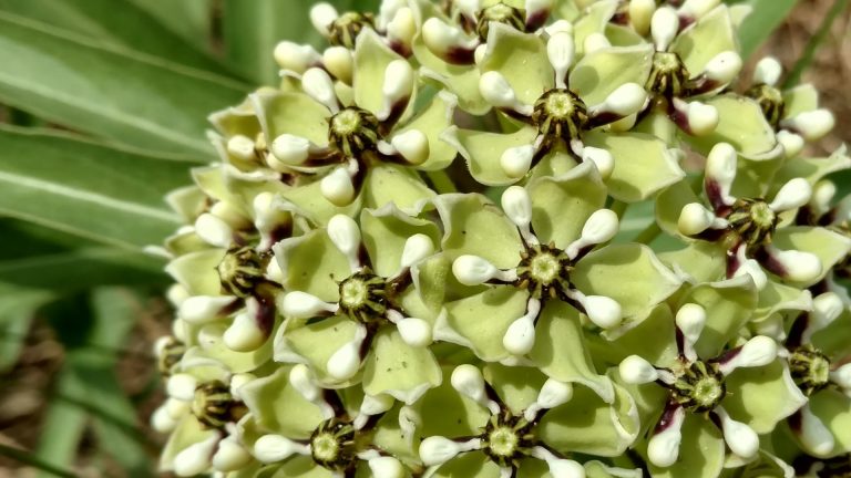 Antelope horns flowers.