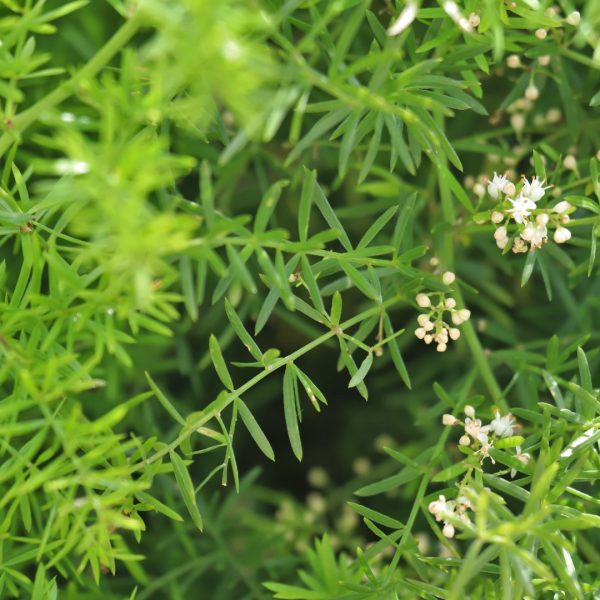 Asparagus fern leaves.