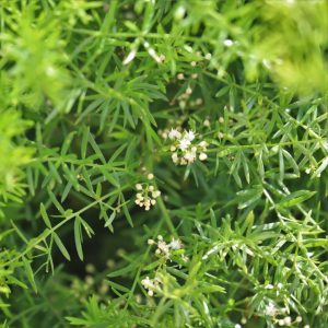 Asparagus fern leaves and flowers.