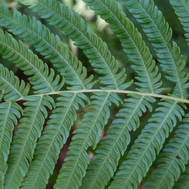 Autumn Fern Garden Style San Antonio
