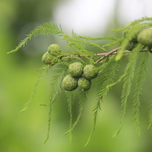 Bald cypress with seeds.