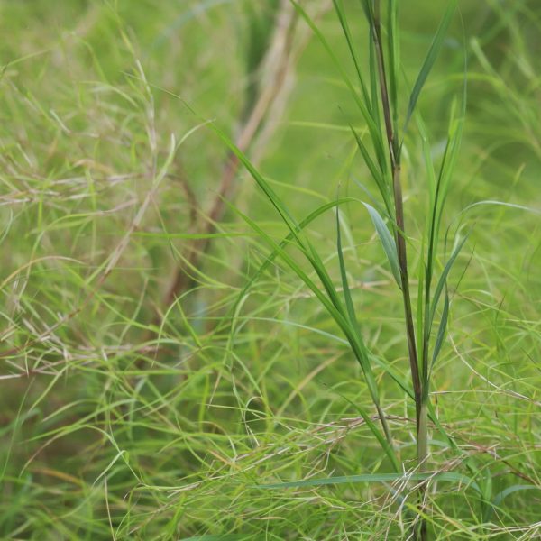 Bamboo muhly leaves.