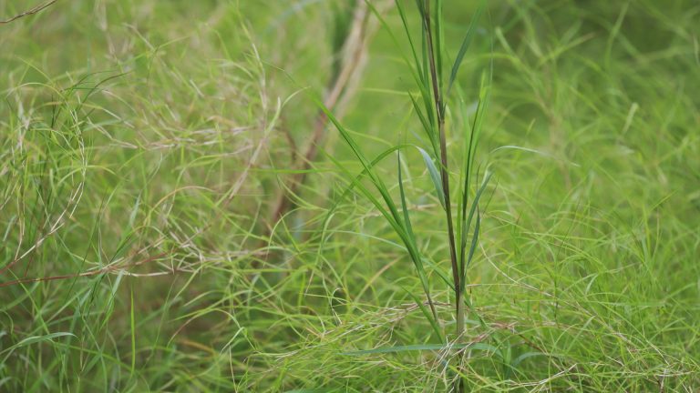 Bamboo muhly leaves.