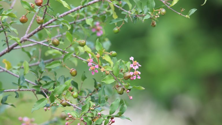 Barbados cherry leaves, flowers and fruit.