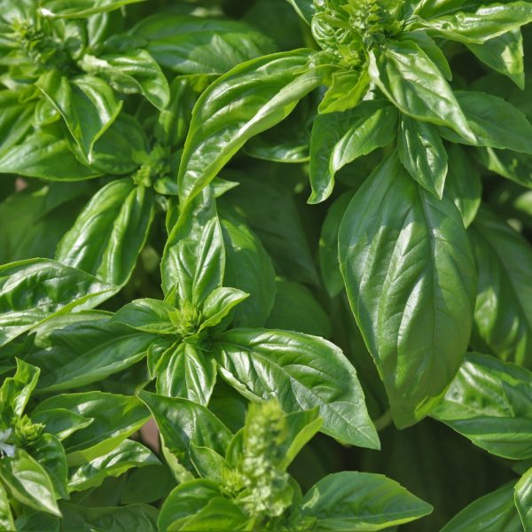 Basil leaves and flower buds.