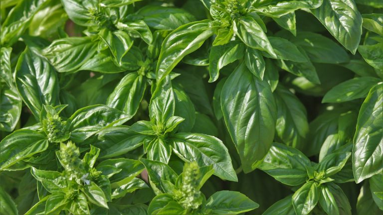 Basil leaves and flower buds.
