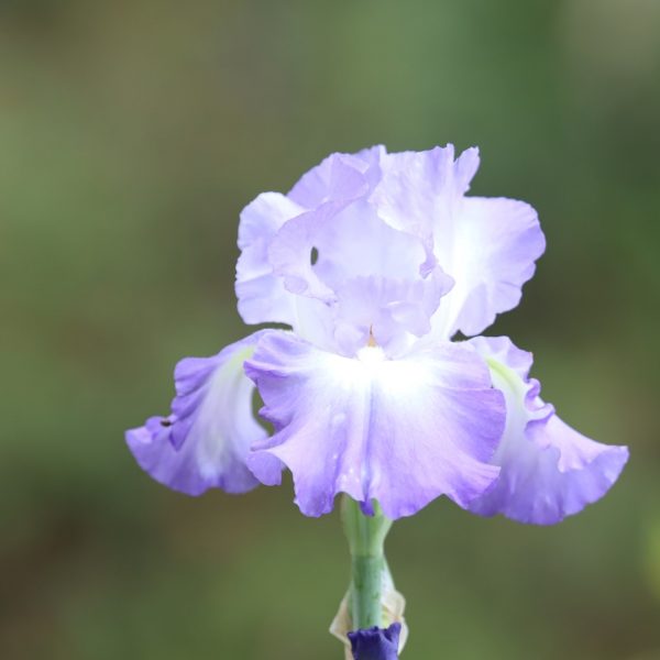 Bearded iris flower.
