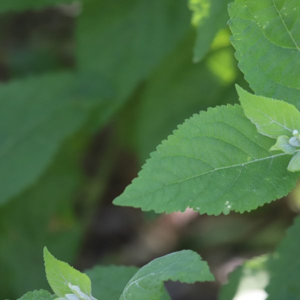 Beautyberry leaves.